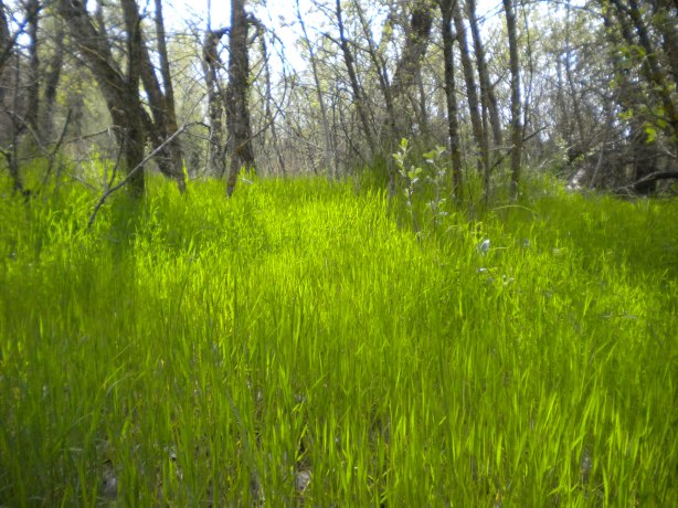 esplendor-en-la-hierba