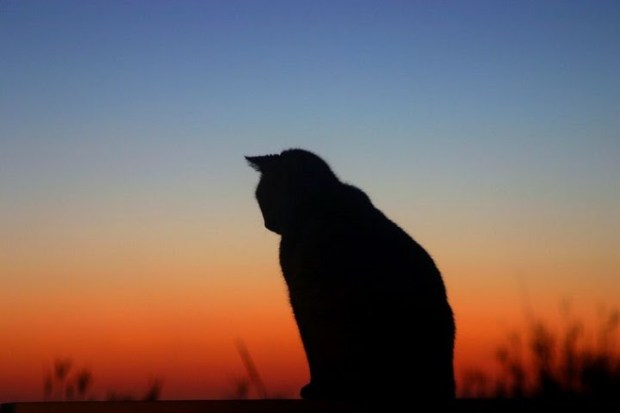 Gato en el tejado de zinc caliente