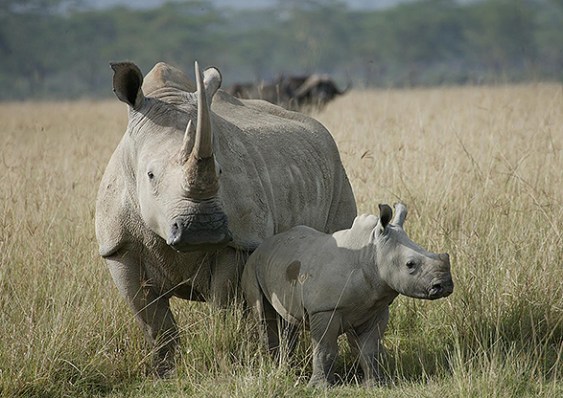 animales.rinoceronte