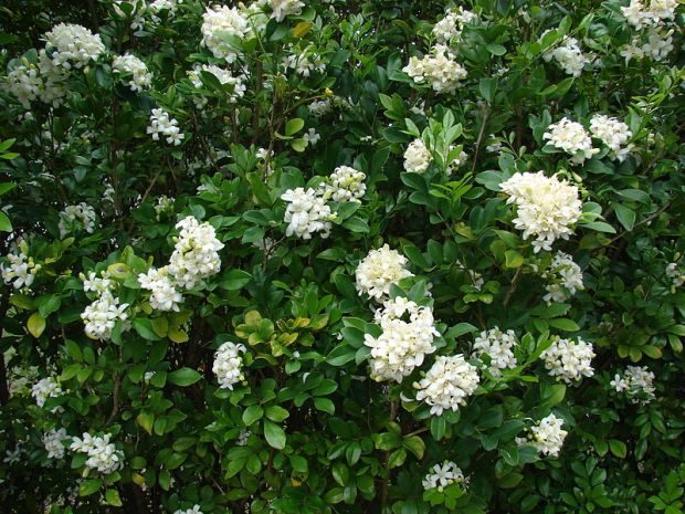 Limonaria_Murraya_paniculata