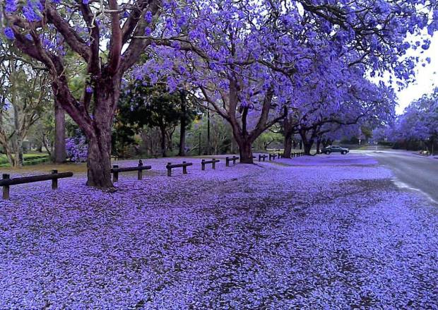 jscarandas en flor buenos aires