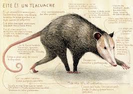 tlacuache