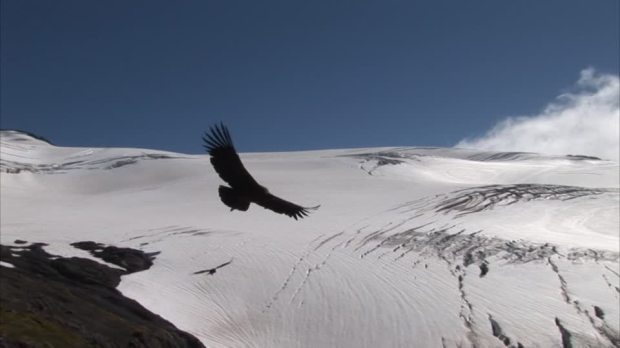animales condor