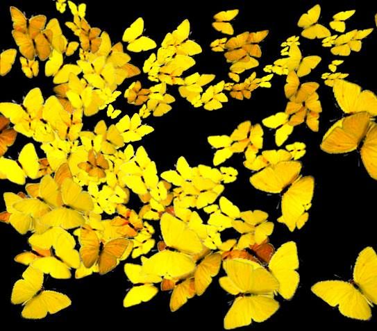 mariposas-amarillas