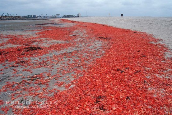 Pelagic red tuna crabs, washed ashore to form dense piles on the beach.