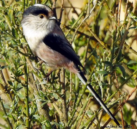 jilgero maribel martinez