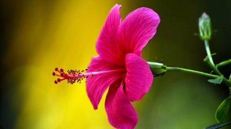 f3c6df08fc3437fbd0d27192f23911ea--flores-wallpaper-google