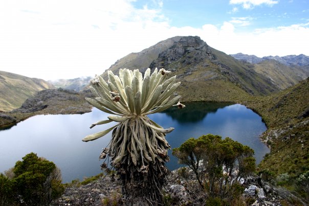 paramos de santurban