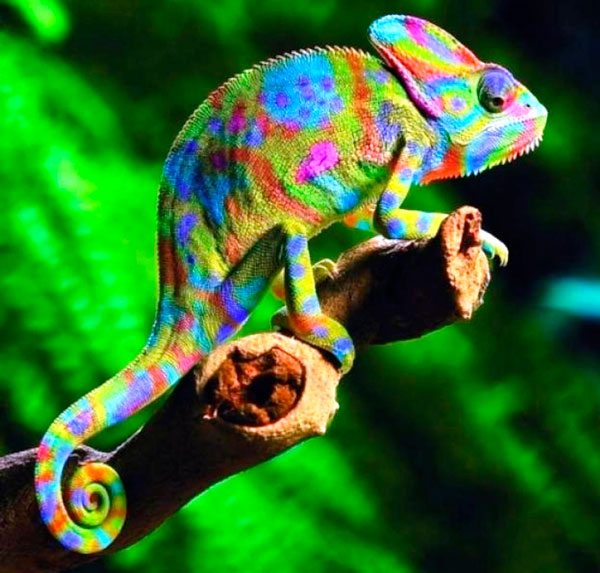 camaleon