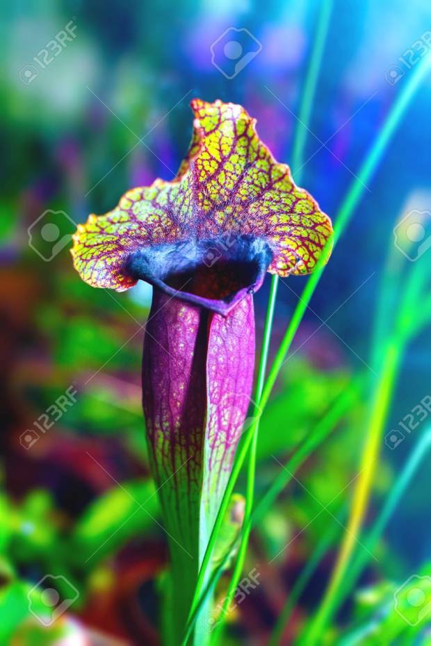 plants carnivorous flower sarracenia exornatap