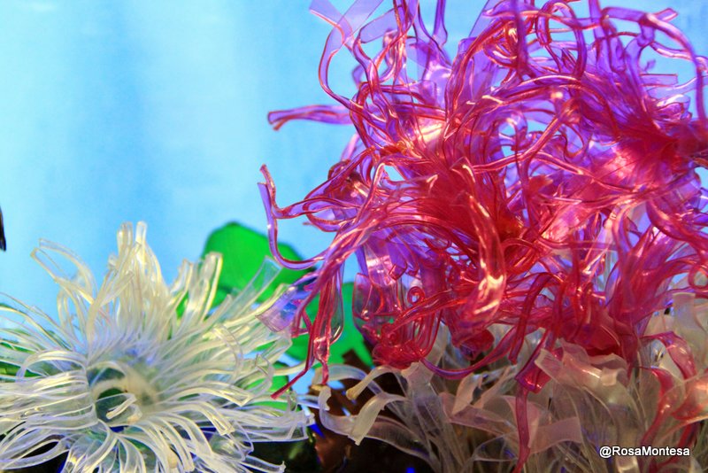 fondo_marino_rosamontesa_algas_y_corales-8