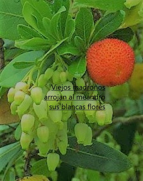 madroños