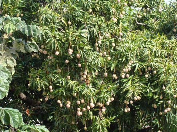 arbol mango