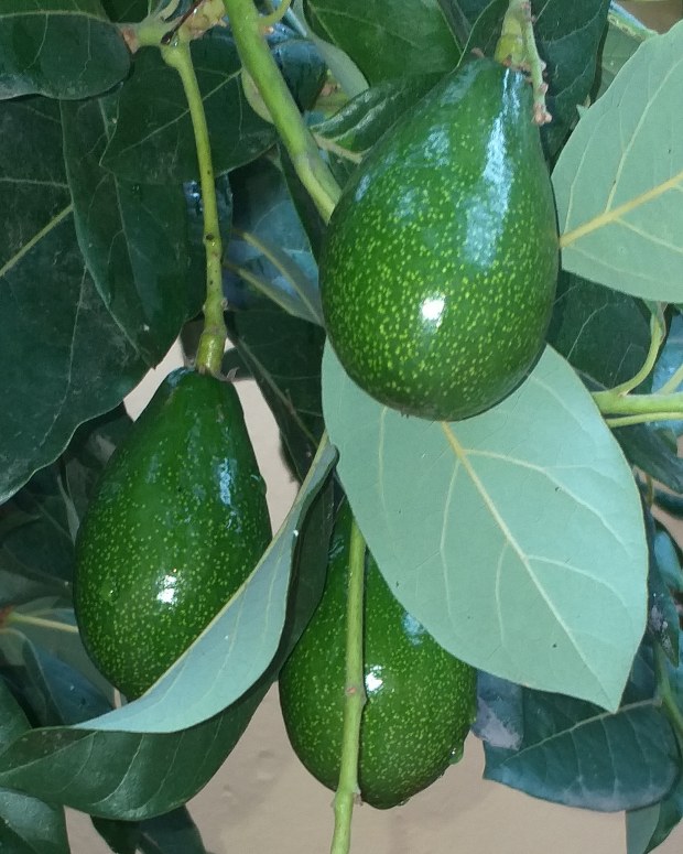 aguacate oloroso