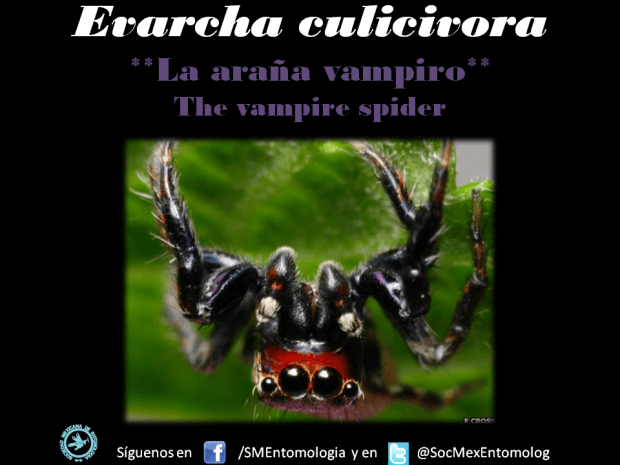 araña vampiro