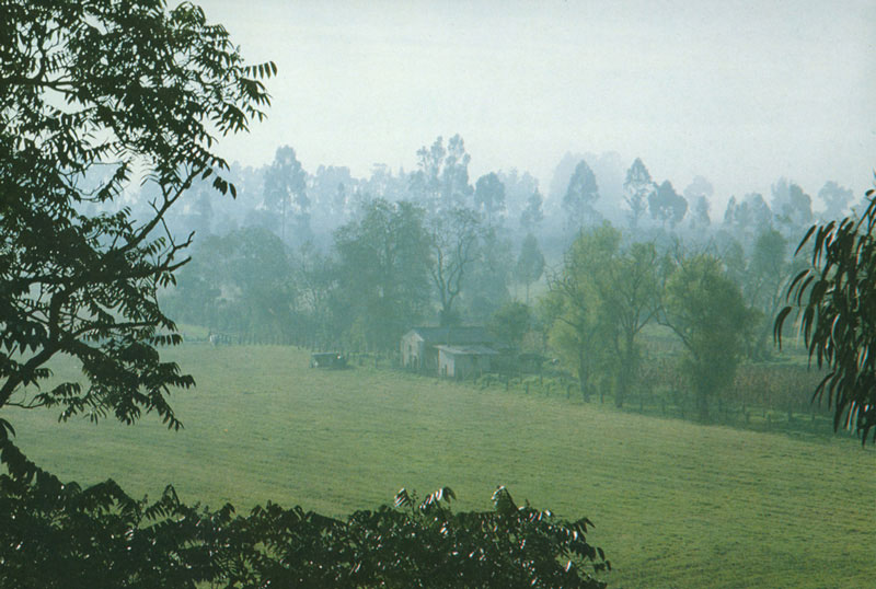 sabana