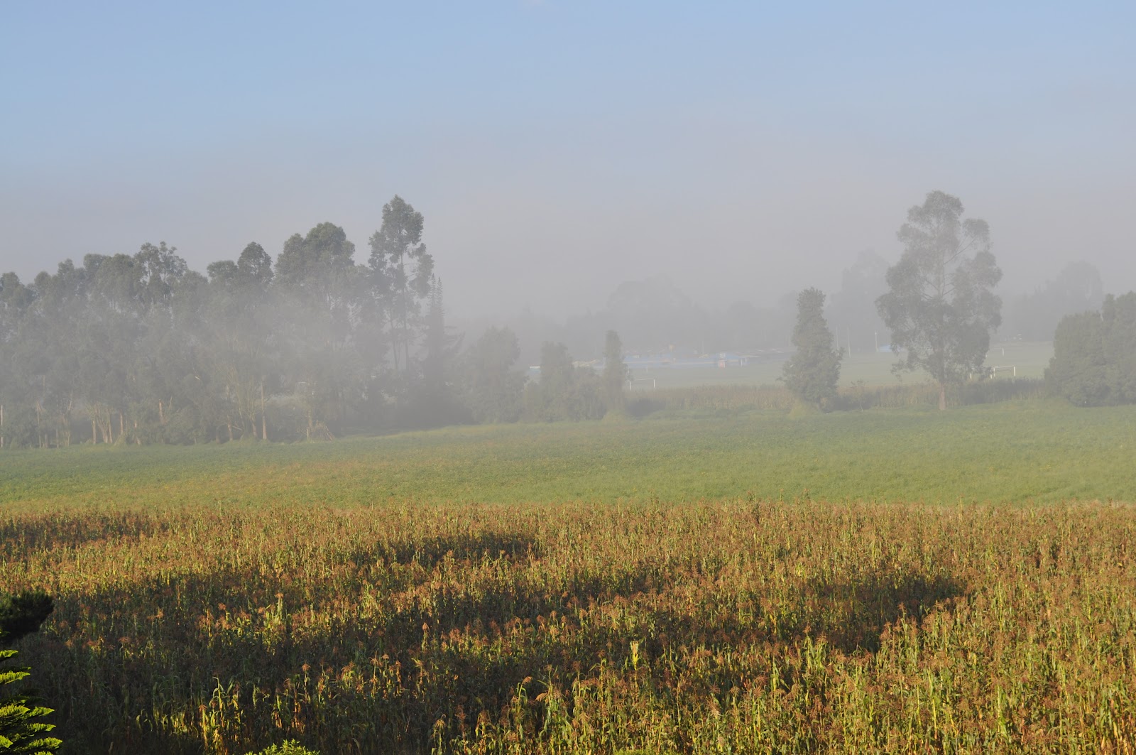 Resultado de imagen de sabana y bruma
