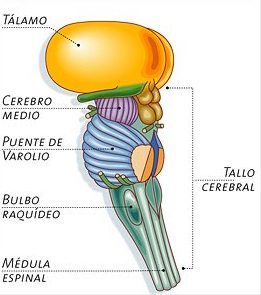 El tallo del cerebro y el autismo | Cortical Chauvinism