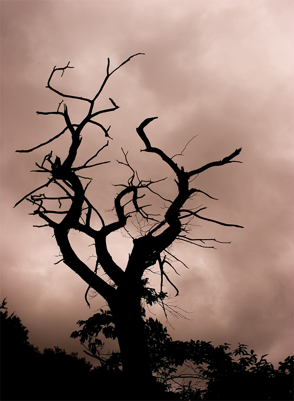 Imagenes d arboles secos - Imagui